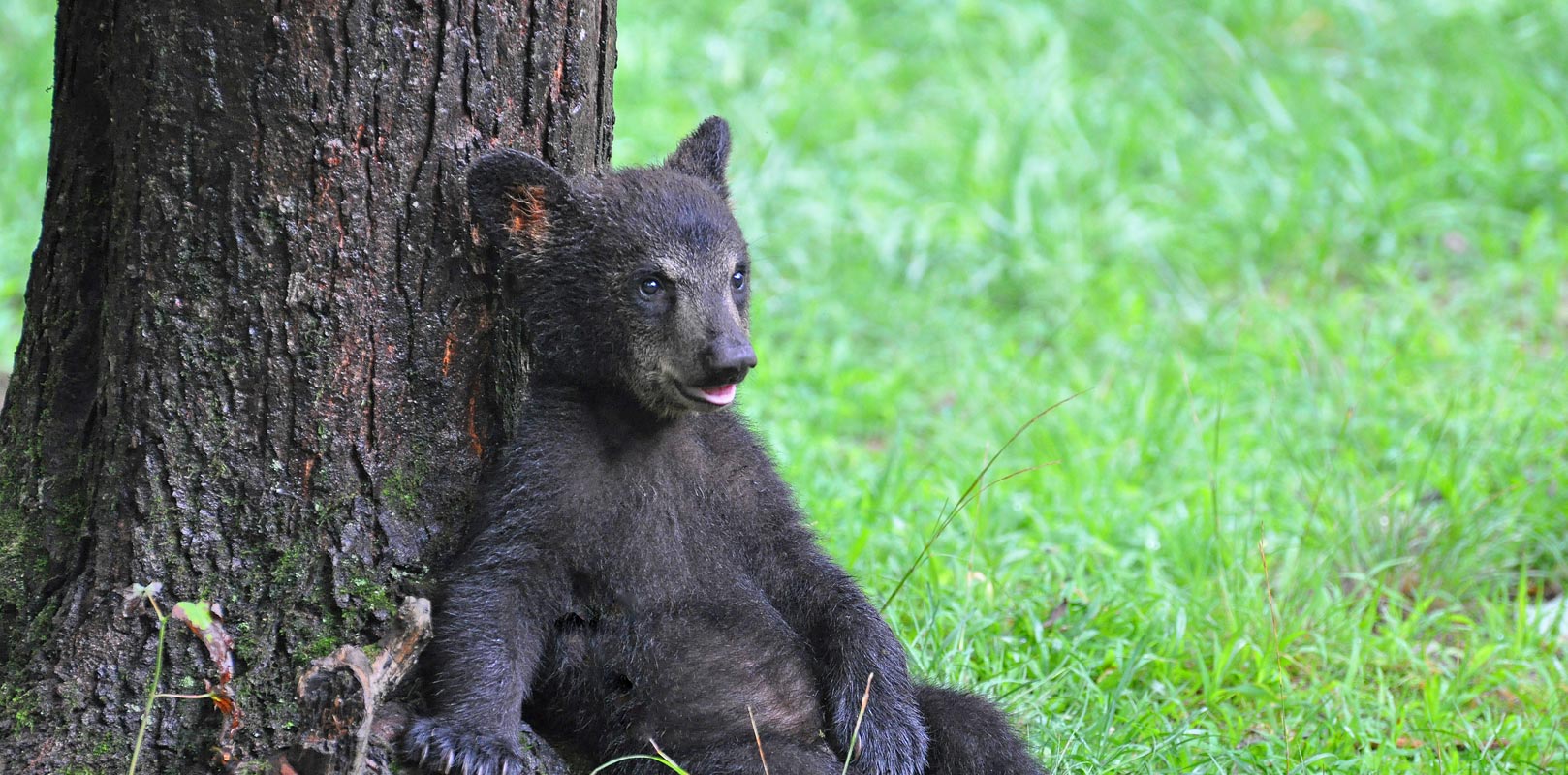 Smoky Mountain Wildlife